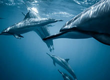 开云中文官网-行情下跌鲍尔不再孤高 为勇士黄蜂活塞完成试训